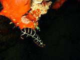 Djibouti - Diving a Djibouti - 21